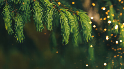 Wall Mural - a close-up of a young fir branch with a garland in the summer.