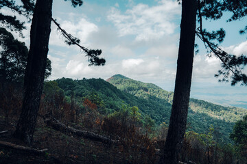 Poster - View of landscape and pine forests in nature