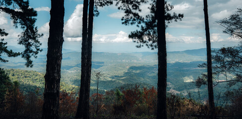 Poster - View of landscape and pine forests in nature