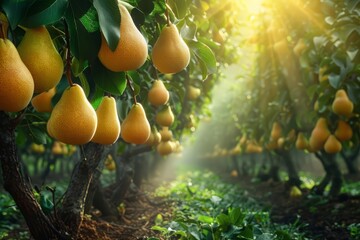 Wall Mural - stunningly beautiful garden with pear trees at dawn in the golden hour. abundance of ripe large fruits on the branches. yellow pears. harvesting.