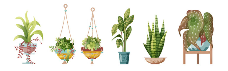 Wall Mural - Houseplant and macrame plant growing in pots. Set of handmade home decorations macrame plants isolated on white background. Cartoon flat illustration.