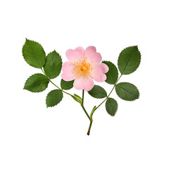 Wall Mural - Rosehip flower on a branch with green leaves isolated on white. Flat composition, top view. Element for creating designs, cards, patterns, floral arrangements, frames, wedding cards and invitations.