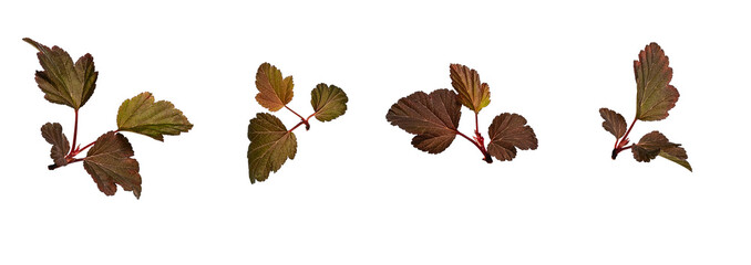 Wall Mural - set with beautiful red leaves of shrub physocarpus opulifolius (red baron) isolated on white backgro
