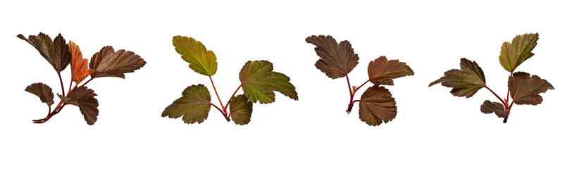 Wall Mural - set with beautiful red leaves of shrub physocarpus opulifolius (red baron) isolated on white backgro