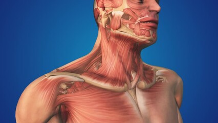 Wall Mural - Human Body with right side Platysma Muscle pain