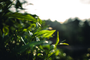 Poster - Green tea leaves and natural evening light