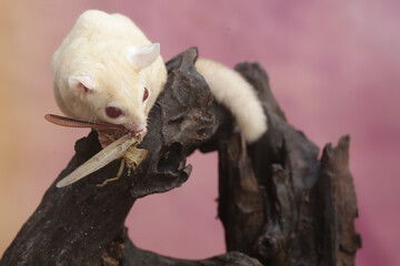 Wall Mural - An albino sugar glider is preying on a grasshopper. This marsupial animal has the scientific name Petaurus breviceps.