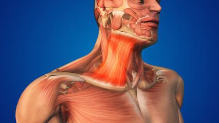 Wall Mural - Human Body with right side Platysma Muscle pain