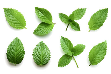 Wall Mural - Mint leaves collection isolated on white background
