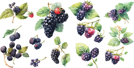 Canvas Print -  blackberry watercolor clipart
