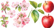 © dian's - apple blossom watercolor clipart