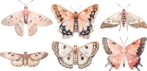 Wall Mural - moth watercolor clipart
