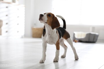 Sticker - Cute Beagle puppy at home. Adorable pet