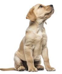 Poster - Adorable Labrador Retriever puppy sitting with a curious expression, isolated on white background - Generative ai