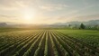 © nialyz - Sustainable Aviation Fuel (SAF) Feedstock Fields: Lush Crops for Eco-Friendly Production in Natural Setting