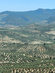 Canvas Print - Olive landscape