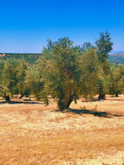 Canvas Print - Olive landscape