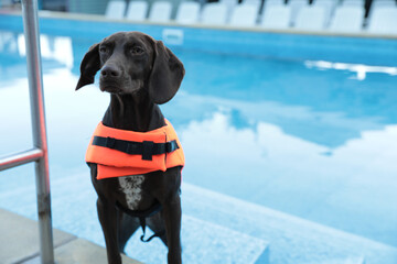 Poster - Dog rescuer in life vest near swimming pool outdoors