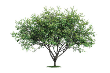 Lush green tree with dense foliage, perfect for nature and landscape themes. Isolated on transparent background. for easy incorporation into designs.