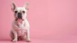 © DonChanu - Charming French Bulldog posing cutely on a pastel pink surface, offering a perfect space for your caption, Generative AI