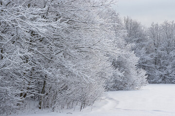 Wall Mural - winter landscape. view of the snow-covered trees. snow on the ground and on the branches of trees an