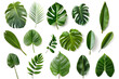 © Oksana - Set of Tropical leaves isolated on white background