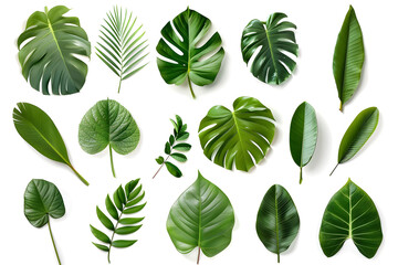 set of tropical leaves isolated on white background
