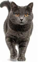 Sticker - A grey cat with yellow eyes walks across a white background