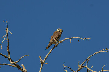 kestrel hawk on branch