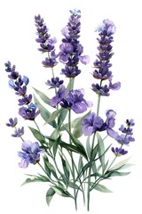 Wall Mural - Lavender Floral Watercolor Clipart with Graceful Green Foliage and Dreamy Impressionistic Textures