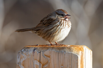 Wall Mural - Song Sparrow on post