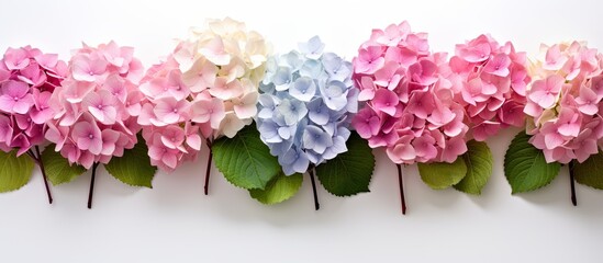 Poster - A copy space image of hortensia flowers set against a plain white backdrop