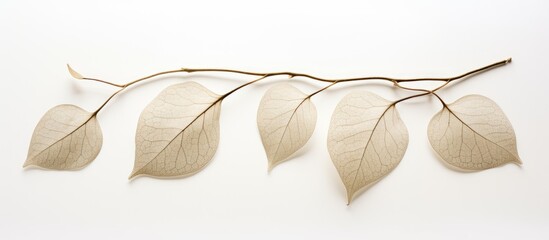 Poster - Dioscorea opposita on white background. copy space available