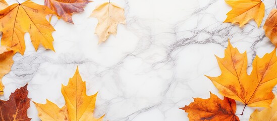 Wall Mural - Colorful textured yellow and brown fall leaves scattered on a white mable background in a modern flat top down view Fall and thanksgiving concept with copy space