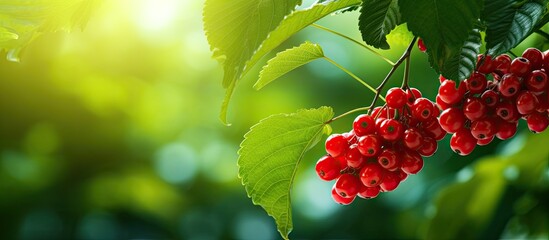 Poster - A copy space image featuring curry berries a type of fruit with a vibrant green leafy background