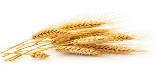 Poster - Ripe spikelets of rye isolated on white background Copy space Background