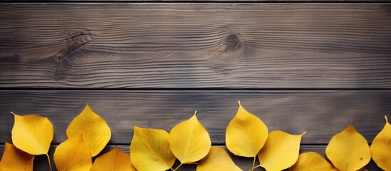 Poster - Aspen leaves on the background of old wood. copy space available