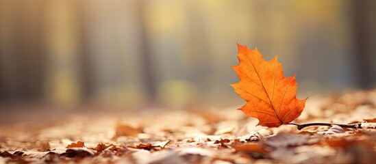 Poster - autumn leaf in nature. copy space available
