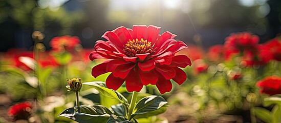 Poster - Close up of red Zinnia violacea Cav in the garden in sunny day. copy space available