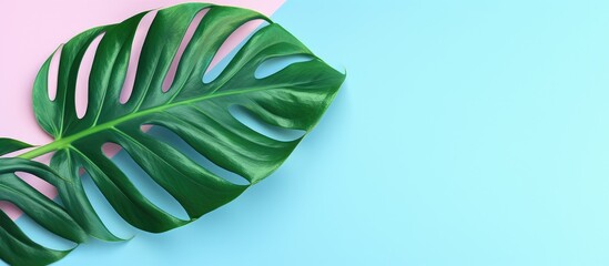 Poster - Top view of green monstera leaf on colourful background Blue pink and marble background Pastel colourful wallpaper marble texture copy space