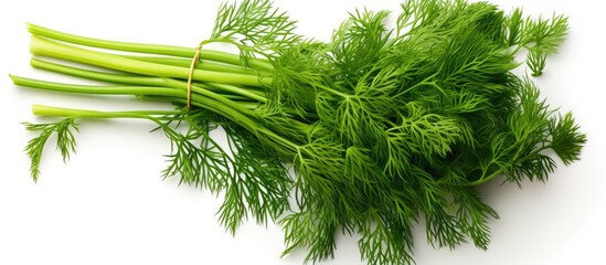 Poster - fresh green dill top view On a white background space for writing. copy space available