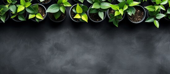Poster - Beautiful flower pots and leaves arranged on a copy space cement background seen from a top view