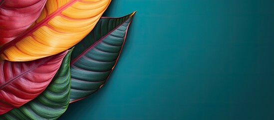 Poster - Leaf of tropical codiaeum plant on color background top view with space for text. copy space available