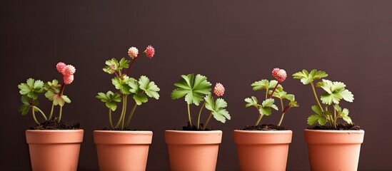 Gardening breeding background 5 flower pots with young sprouts of wild strawberry Garden plants with green leaves in brown clay pots on pink gray backdrop. copy space available