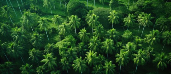 Aufkleber - Coconut Tree Farm Aerial Ariel Drone View green tree tops no people copy space