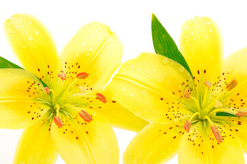 Wall Mural - Two yellow lily.