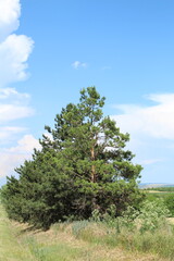 Wall Mural - A tree with green leaves