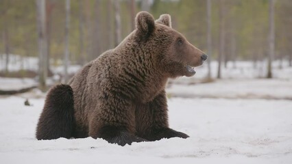 Wall Mural - Young brown bear is lying down in the snow in winter forest in Finland near Russian border