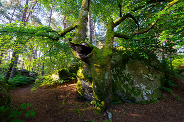 Wall Mural - Denecourt forest path 12 in the hill of the Canon rock.  Fontainebleau forest