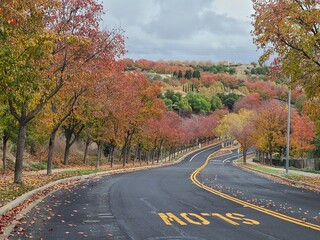 Wall Mural - Callery Pear fall foliage in San Ramon, California